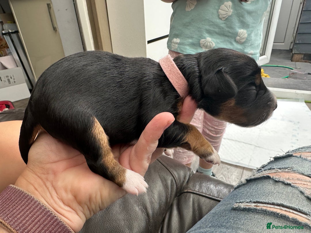 Mixed Breed dogs for sale: Border doodle - Image 21