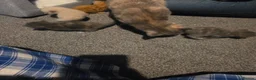 British Shorthair cats for sale: 4 British short-hair kittens, 1 male , 3 female - Advert 22