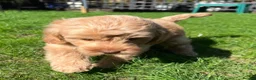 Labradoodle dogs for sale: READY NOW! Mini Labradoodles Health tested parents in Leicester - Advert 12