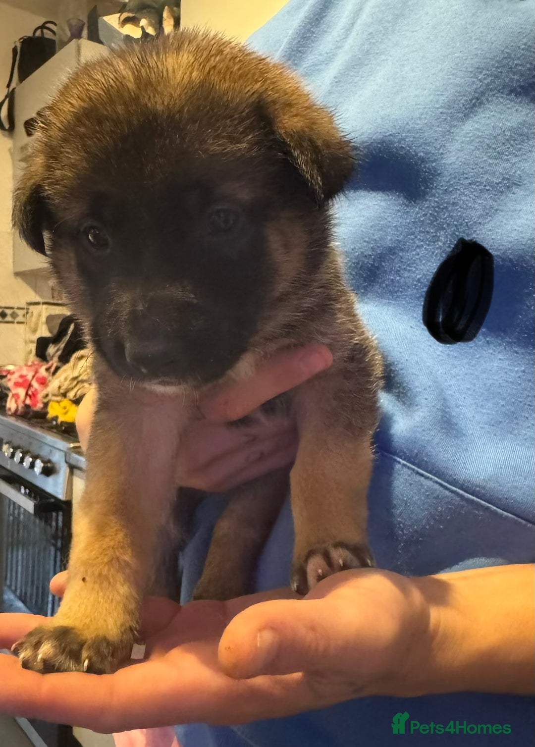 Mixed Breed dogs for sale: Akita x German shepherd puppies - Advert 7
