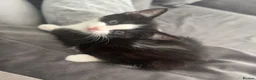 Mixed Breed cats for sale: Beautiful fluffy black and white kittens  - Advert 4