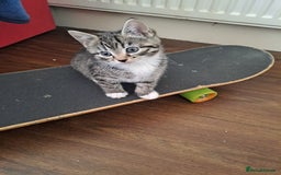 Mixed Breed cats for sale: Gorgeous kittens looking for their forever home.  - Advert 1