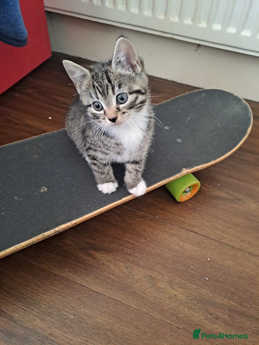 Mixed Breed cats for sale: Gorgeous kittens looking for their forever home.  - Advert 1