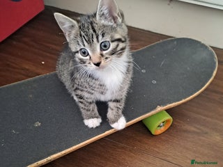 Mixed Breed cats Gorgeous kittens looking for their forever home. - Advert 2