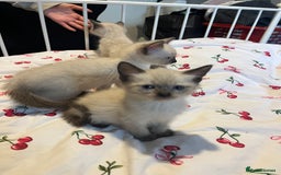 Siamese cats for sale: 3 stunning applehead Siamese kittens  - Image 8