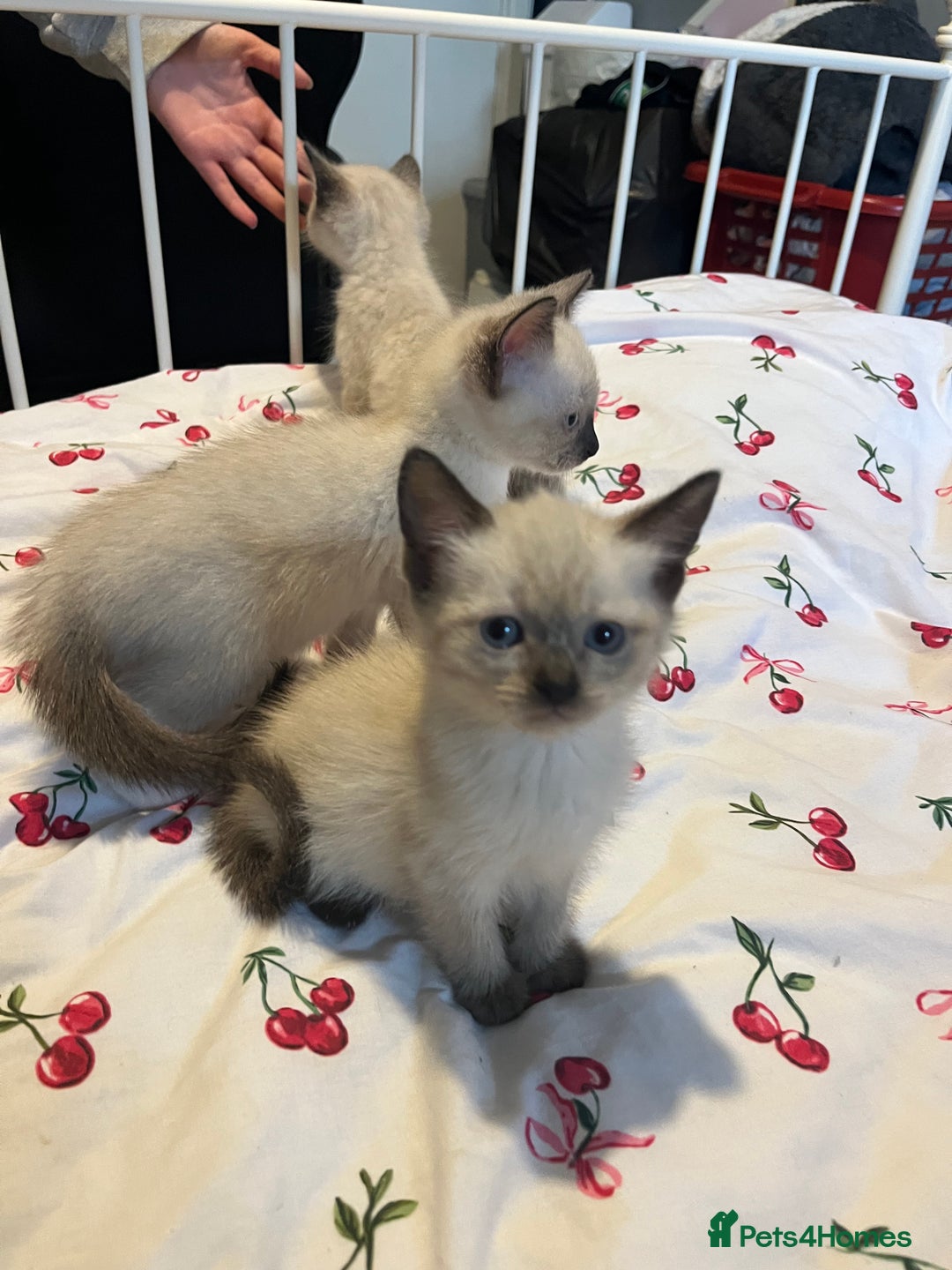 Siamese cats for sale: 3 stunning applehead Siamese kittens  - Image 8