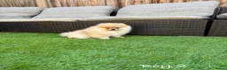 Pomeranian dogs for sale: Pure Teddy🐻Tiny🐾Outstanding 🏆 - Advert 4