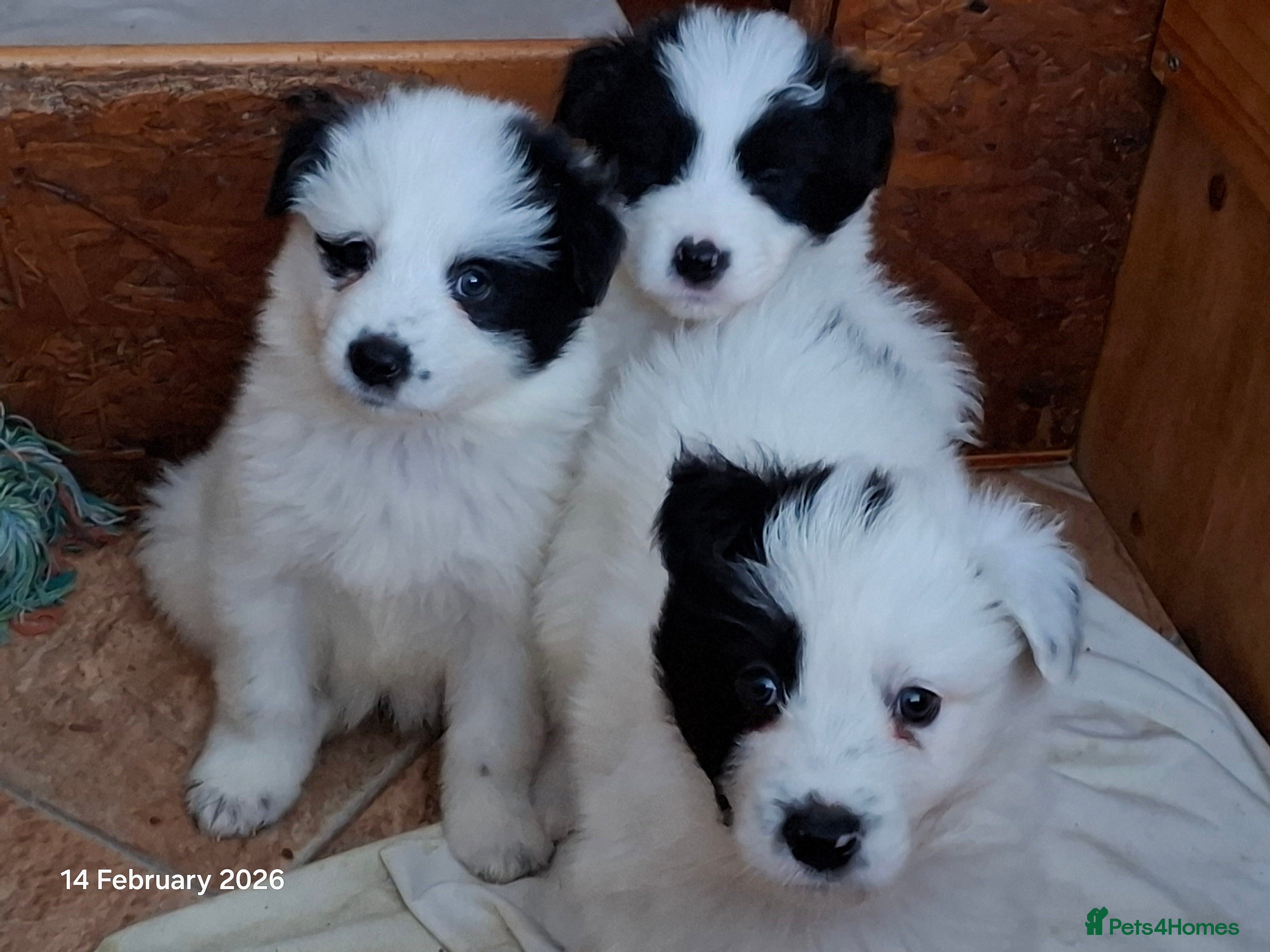 Samoyed dogs Samoyed x Border Collie Hybrid pups - Advert 1