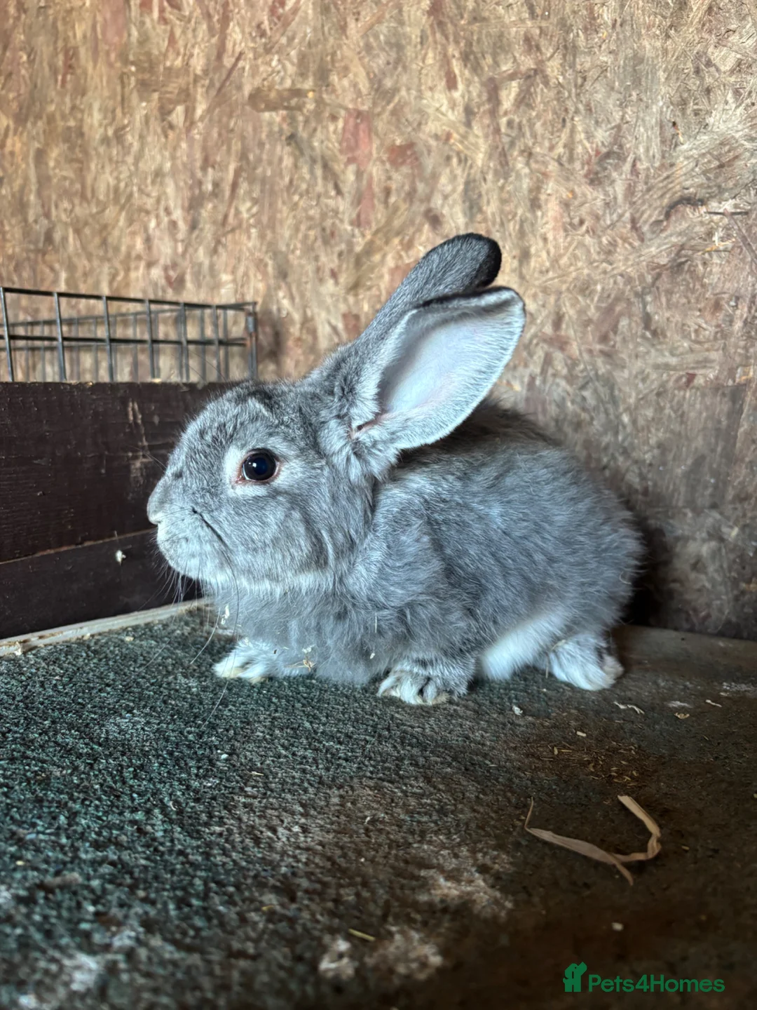 Flemish rabbits for sale: Giant Grey Flemish Babies in Thetford - Advert 7
