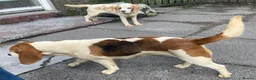 Beagle dogs for sale: 2 Kc Reg Beagles Girls For Sale - Advert 6