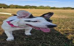 Staffordshire Bull Terrier dogs for sale: Luna, Staffordshire bull terrier  - Image 1