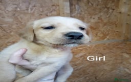 Mixed Breed dogs for sale: 9 Irish setter X lurcher pups - Image 13