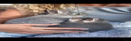 Netherland Dwarf rabbits for sale:     🐰 Quality BRC Ringed Netherland Dwarf Bucks🐰 - Advert 4