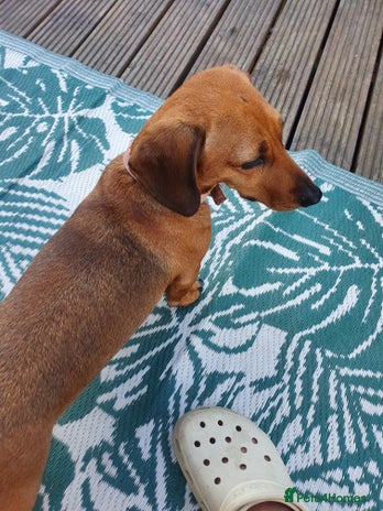 Miniature Dachshund dogs 2 miniature daschunds - Advert 1