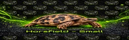Tortoise reptiles for sale: 🐢 Tortoise Babies 🐢 - Advert 4