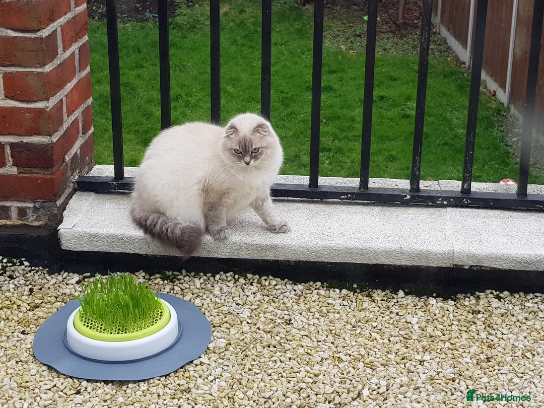 Scottish Fold cats for sale: PUREBRED SCOTTISH FOOD LONGHAIR & SHORTHAIR KITTEN - Advert 38