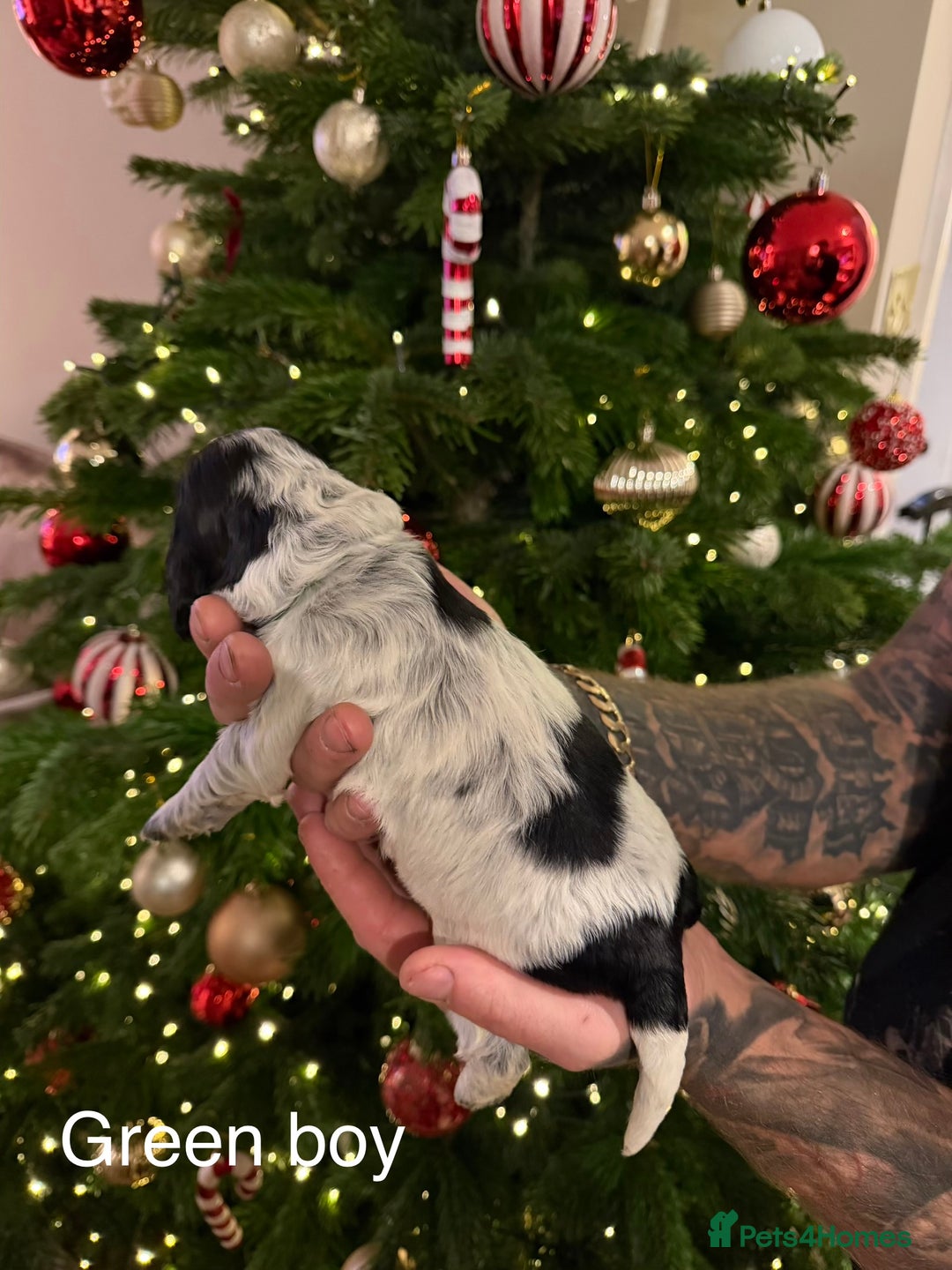 Cocker Spaniel dogs for sale: KC registered show type cocker spaniel  - Advert 21