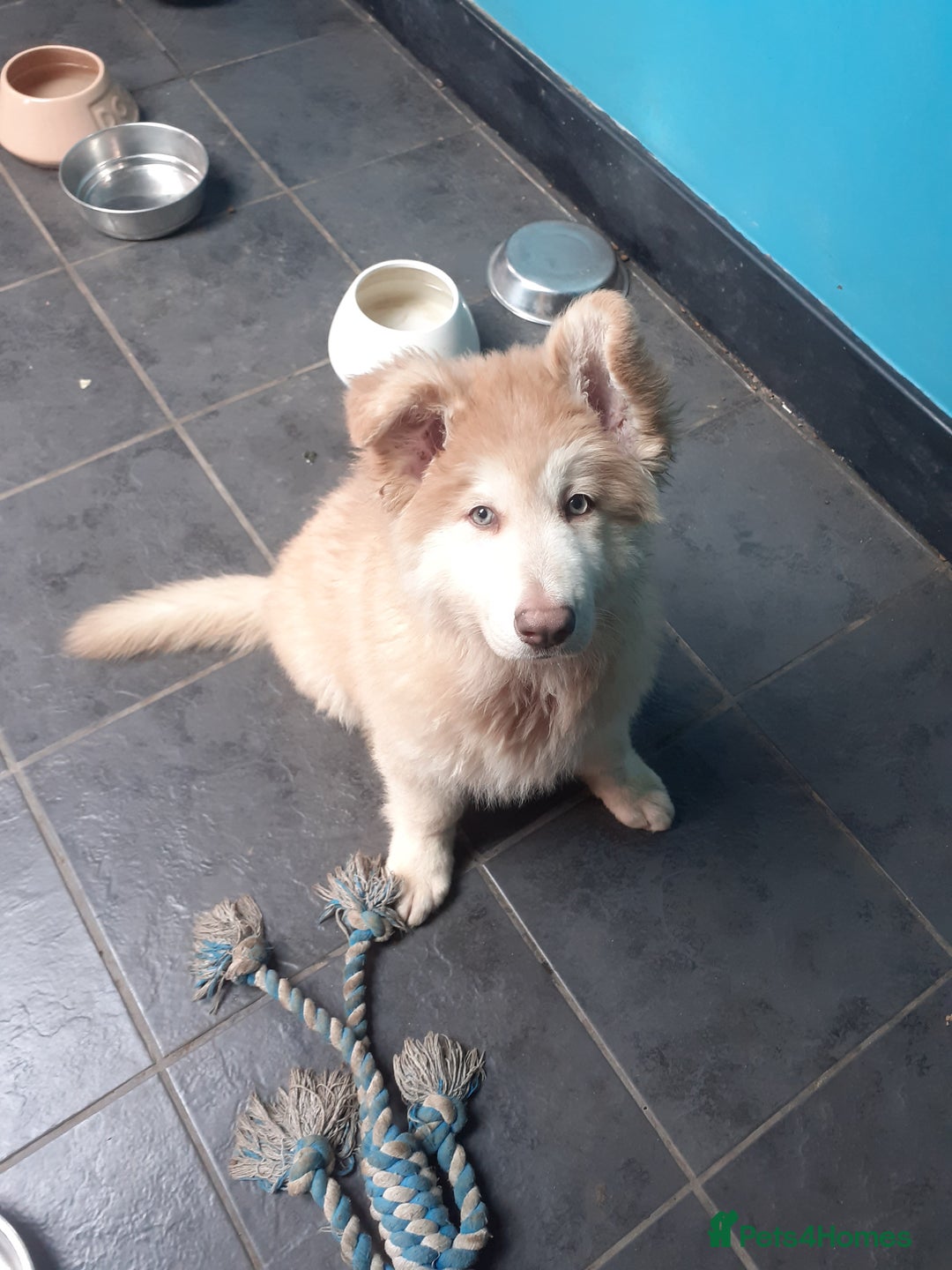 German Shepherd dogs for sale: Gorgeous Panda German Shepherd Girl for Sale - Image 1