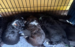 Mixed Breed dogs for sale: Tibetan Terrier x cockerpoo  - Image 15