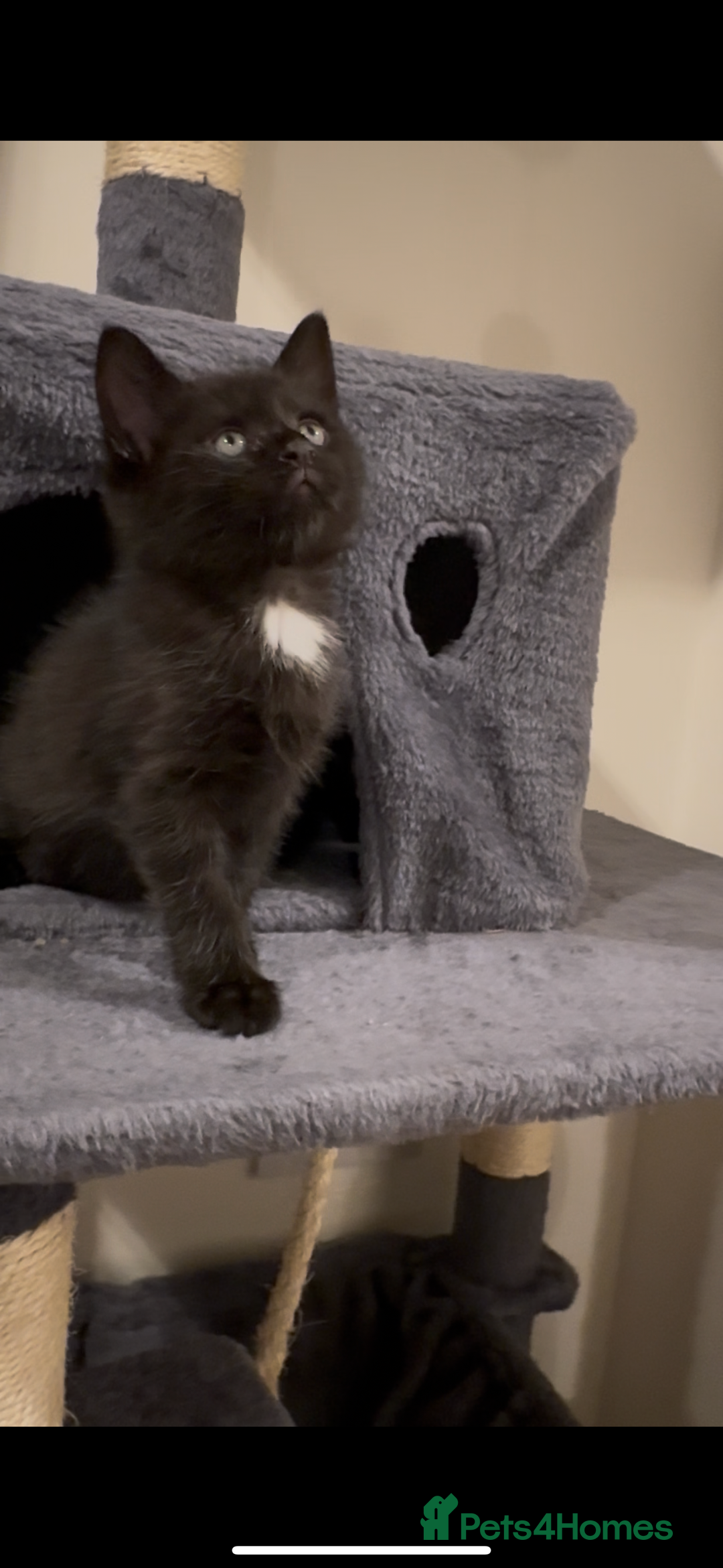 British Longhair cats for sale: 3 Gorgeous Fluffy Cuddly Babies! - Image 8