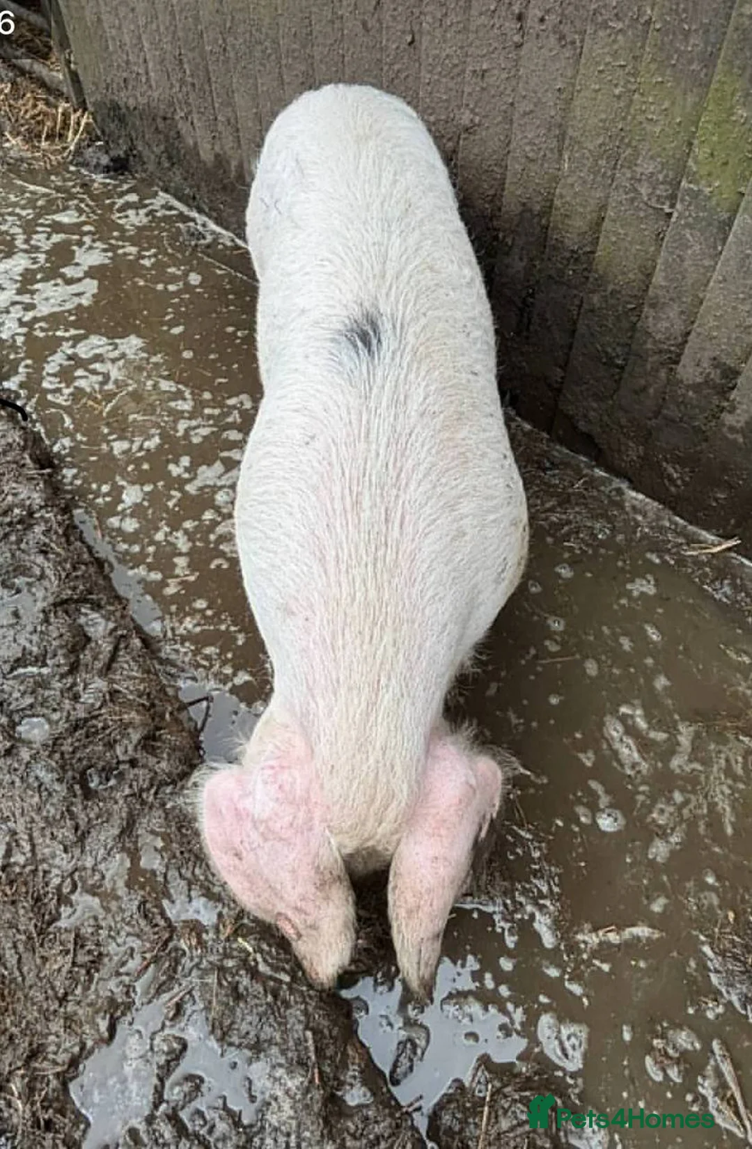 Pig livestock for sale: Pigs4life - Advert 2