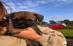 Border Terrier dogs for sale: Border Terrier puppy x1 boy - Image 7