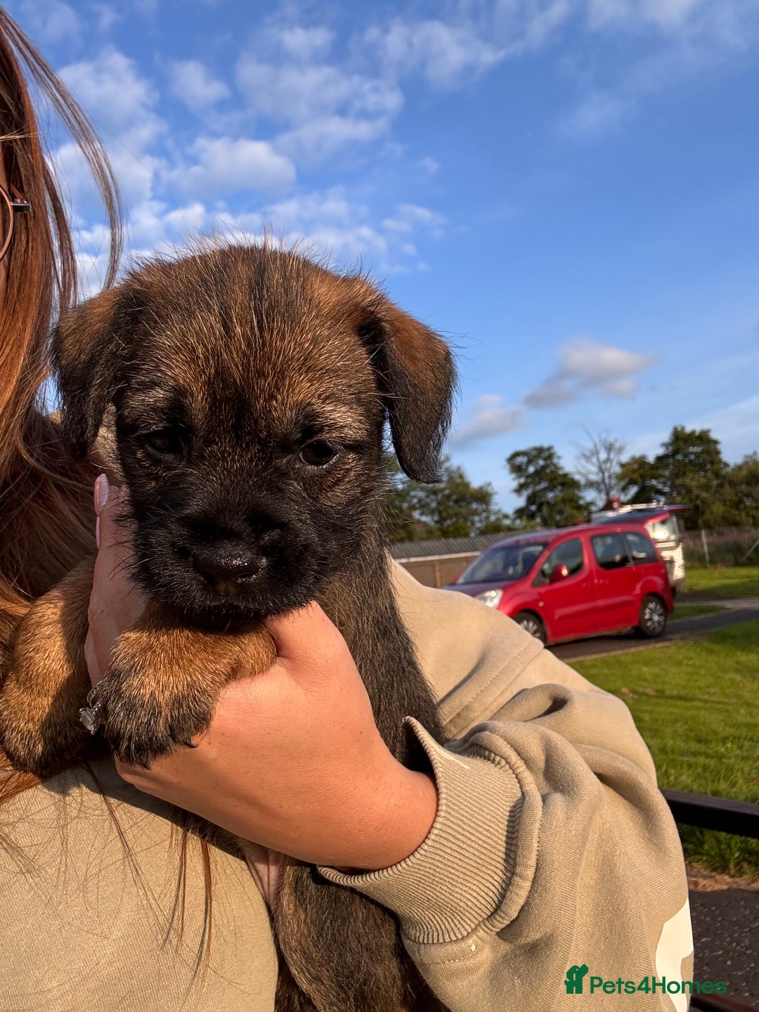 Border Terrier dogs for sale: Border Terrier puppy x1 boy - Image 7