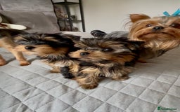 Yorkshire Terrier dogs for sale: Yorkshire terrier pups - Image 7