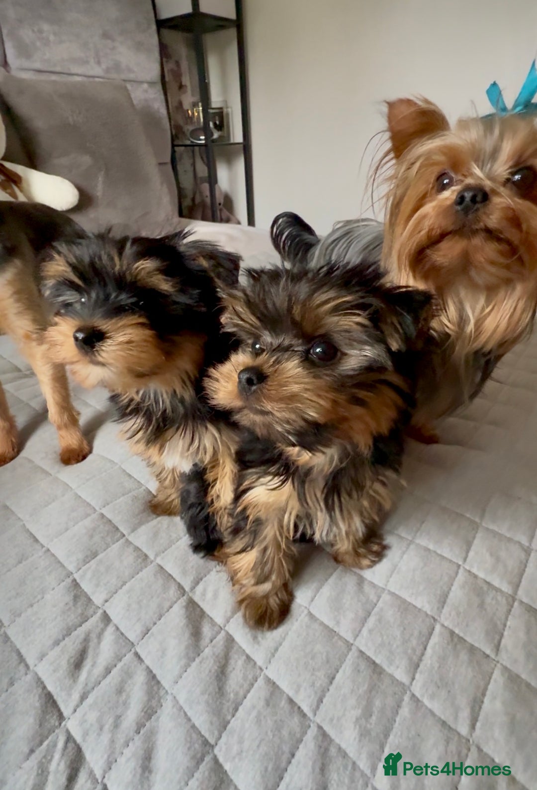 Yorkshire Terrier dogs for sale: Yorkshire terrier pups - Image 7