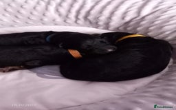 German Shepherd dogs for sale: Excellent Long-Haired German Shepherd Puppies. KC. - Image 26