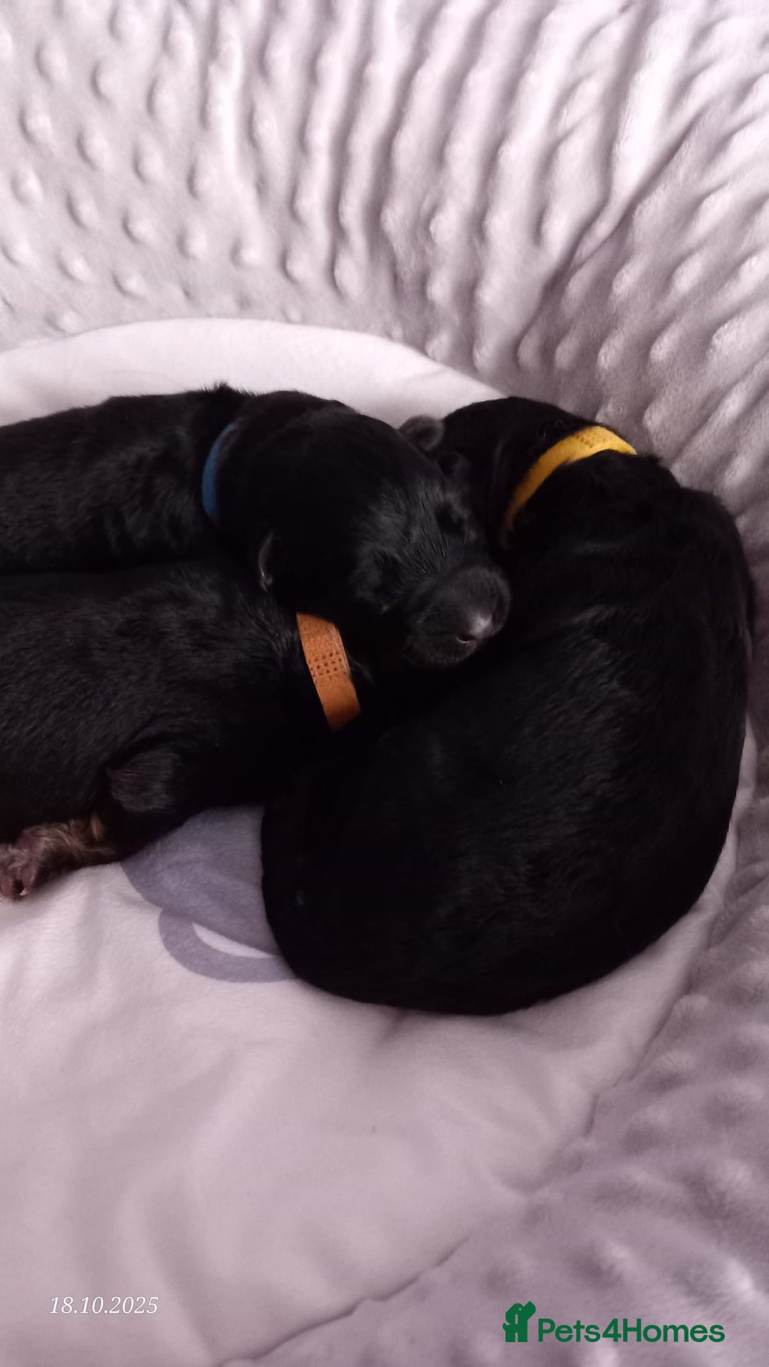 German Shepherd dogs for sale: Excellent Long-Haired German Shepherd Puppies. KC. - Image 26