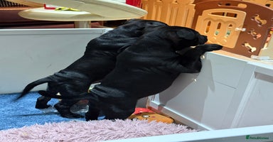 Staffordshire Bull Terrier dogs in Farnborough - Advert 4