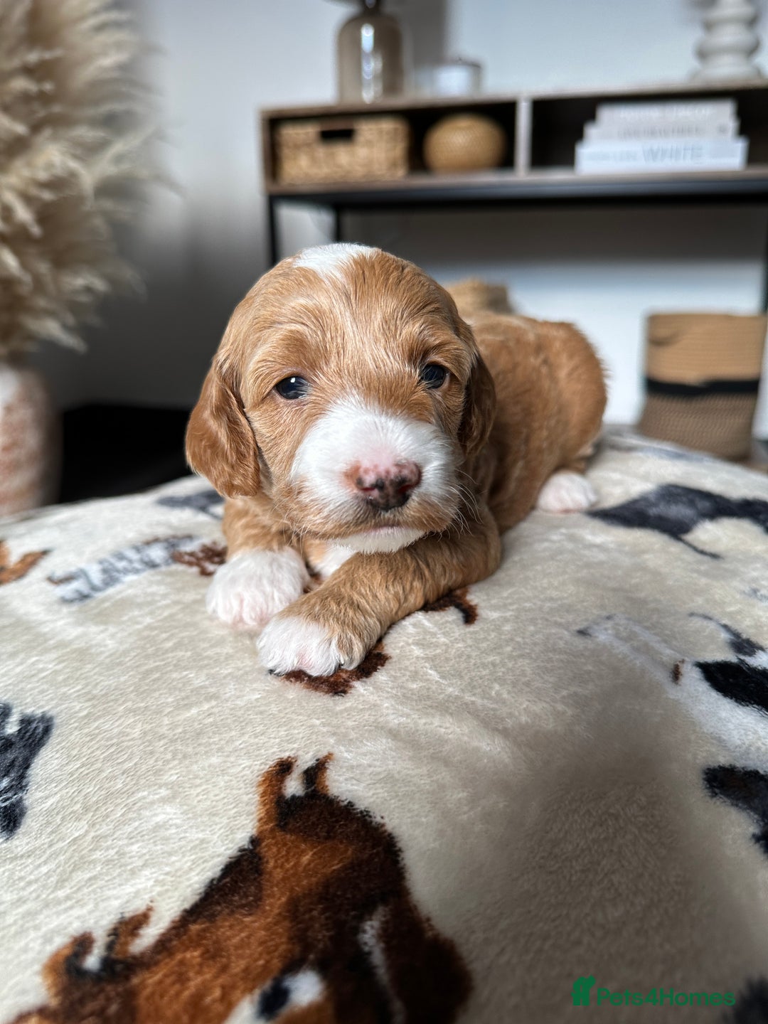 Cockapoo dogs for sale: Not Just Any Cockapoo Puppies – The Special Few - Image 15