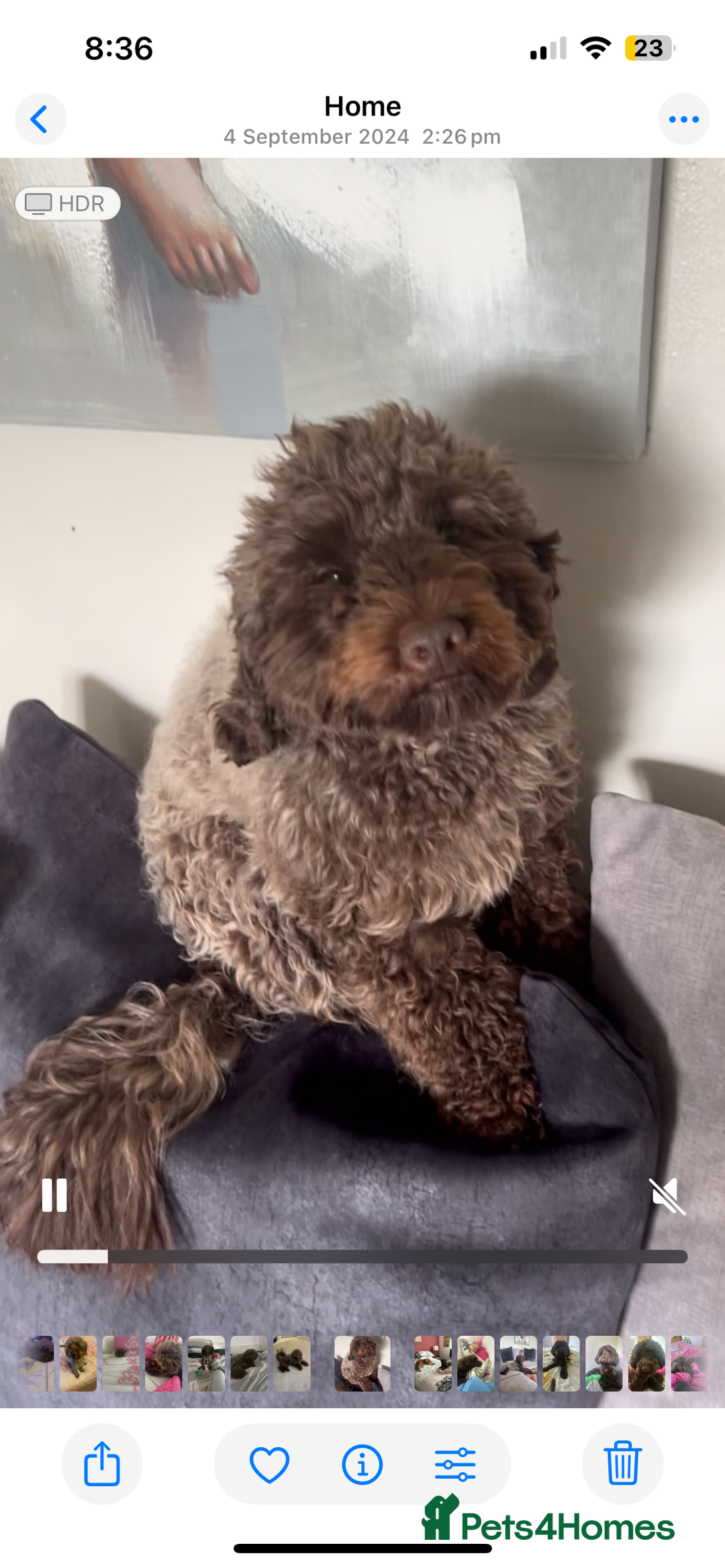 Cockapoo dogs for stud: Cockapoo for stud - Advert 3