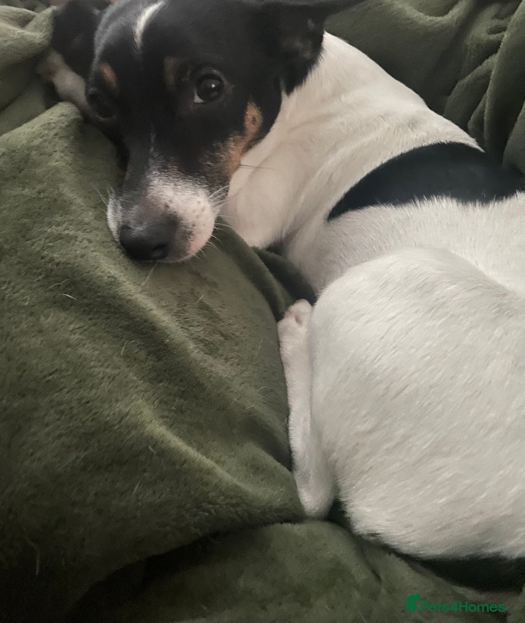 Jack Russell dogs for sale: Jack Russell Puppies - Advert 2