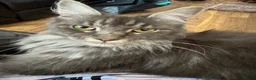 Maine Coon cats for sale: ✨ EXCEPTIONAL TICA-REGISTERED MAINE COON KITTENS ✨ - Advert 25