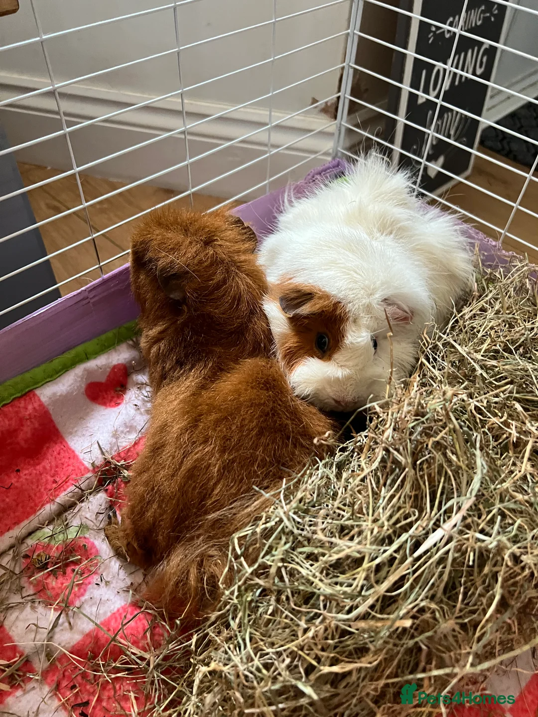 Guinea Pig rodents for sale: Two boy guinea pigs in Snodland - Advert 2