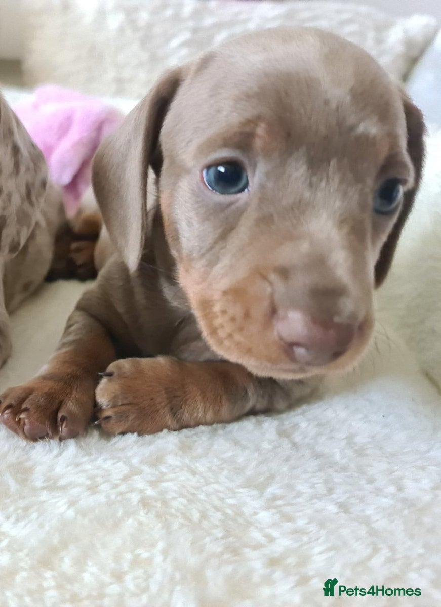 Dachshund dogs KC miniature smooth haired DNA tested dachshunds  - Advert 1