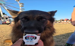 German Shepherd dogs for stud: 🐾 Beautiful Pedigree German Shepherd – Bruno 🐾 - Image 5