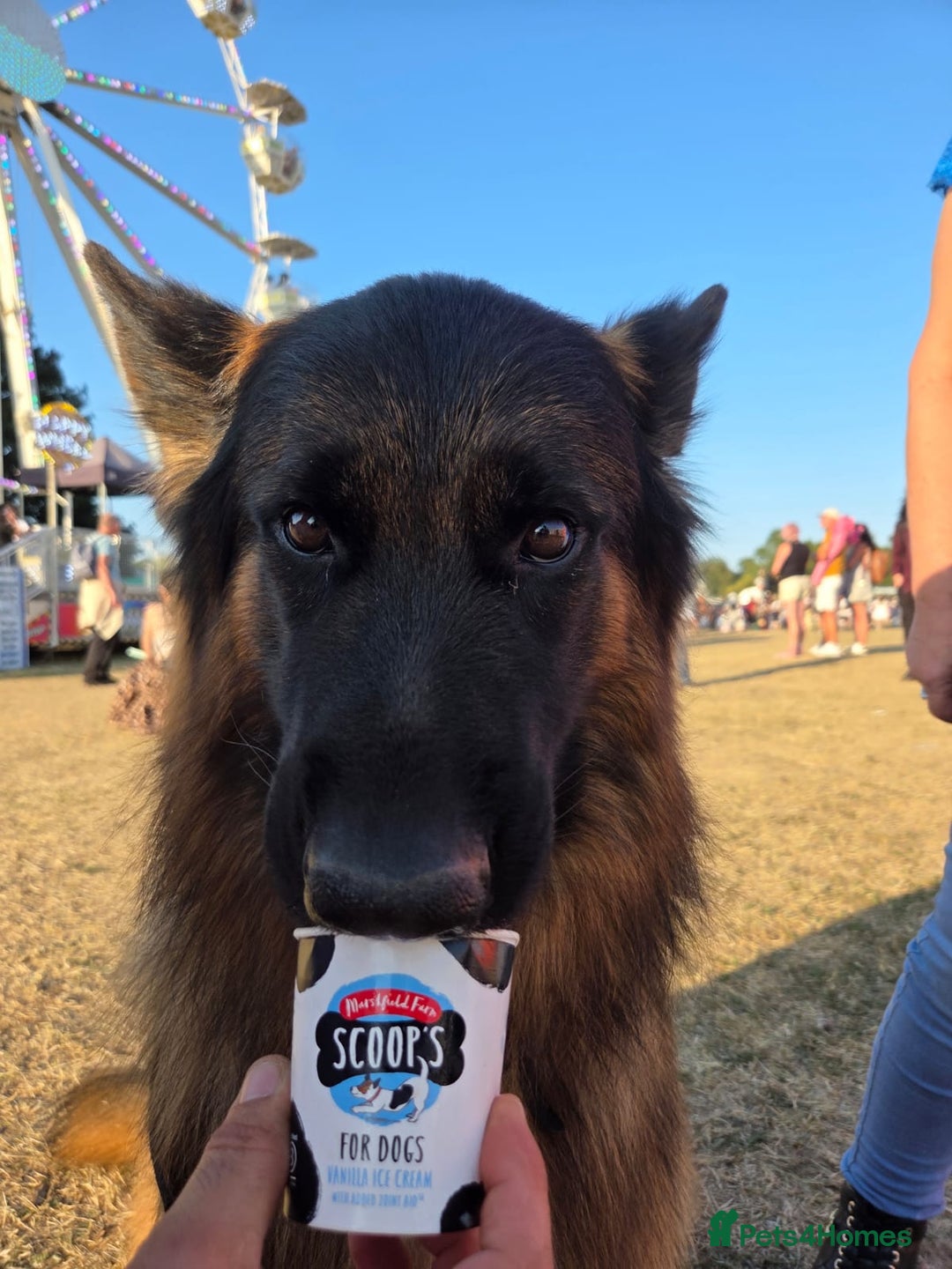 German Shepherd dogs for stud: 🐾 Beautiful Pedigree German Shepherd – Bruno 🐾 - Image 5