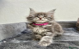 Maine Coon cats for sale: Champion line Maine Coon kittens available  - Image 5