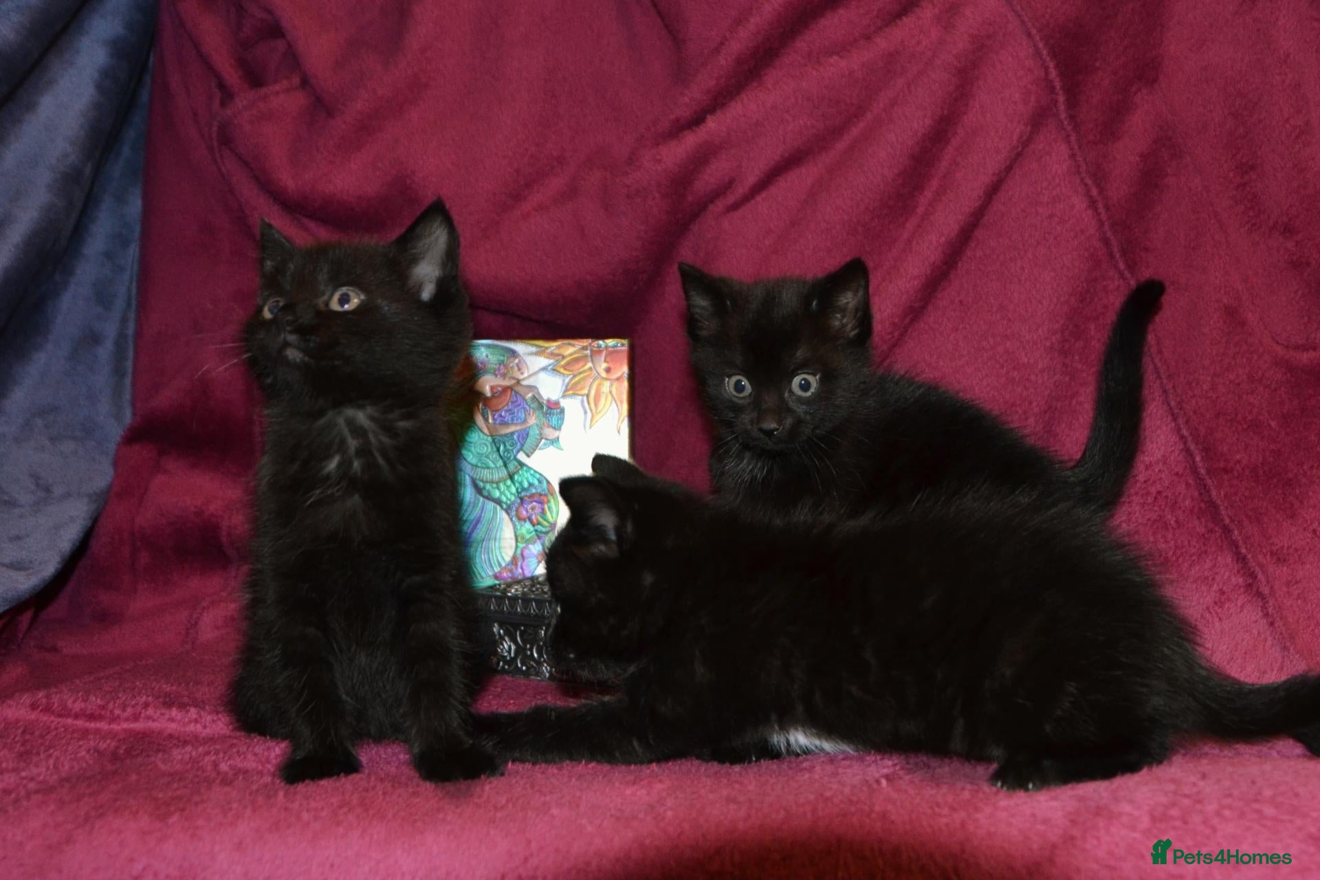 Mixed Breed cats Ragdoll Mixed Kittens - Advert 1