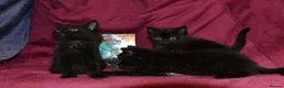 Mixed Breed cats for sale: Ragdoll Mixed Kittens - Advert 1