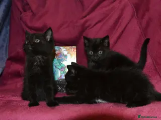Mixed Breed cats Gorgeous Ragdoll/Bombay Mixed Kittens - Advert 2