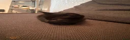 Mixed Breed cats for sale:  Premium Quality Female Kittens Panda, Luna & Nova - Advert 9