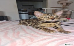 Bengal cats for sale: Two gorgeous Bengals girls  😻😻❤️ - Image 1