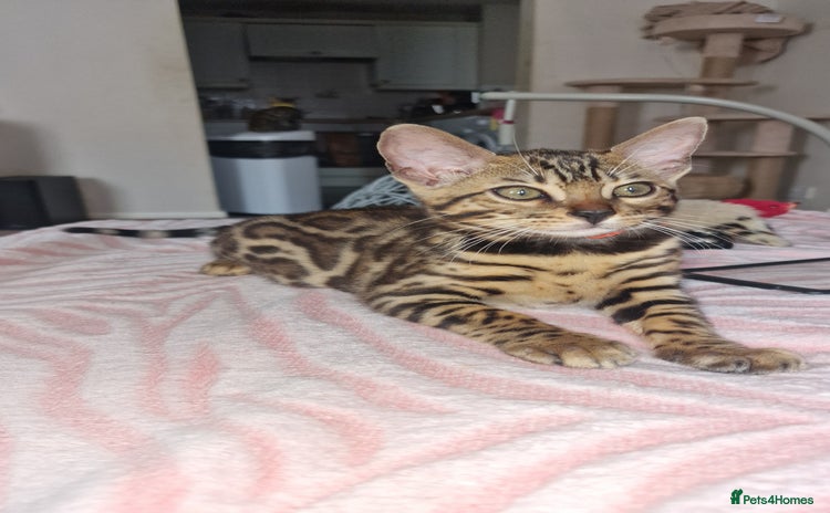 Bengal cats - Advert 4