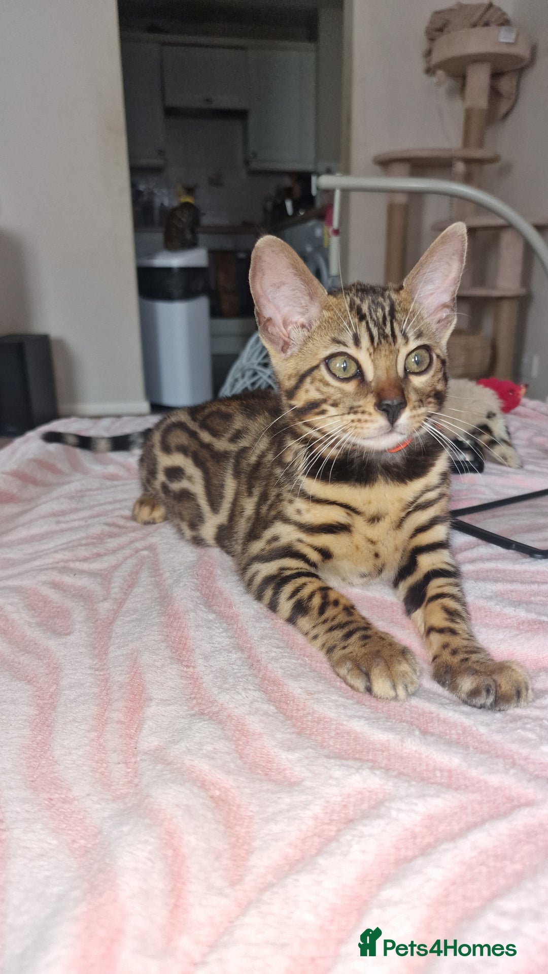 Bengal cats for sale: Two gorgeous Bengals girls  😻😻❤️ - Image 1