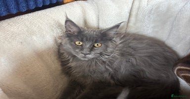 Maine Coon cats - Advert 5