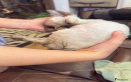 Devon Rex cats for sale: Beautiful GCCF registered girls  - Image 8